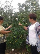 μμרҵЭ ɹι԰3000Ķ