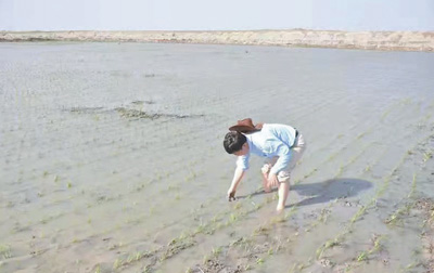 让盐碱荒地变生态良田