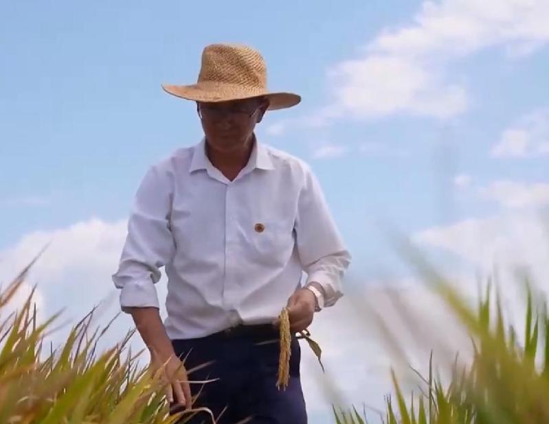 “水稻使者”杨华德——教耕生谷,共筑粮安 “水稻使者”杨华德——教耕生谷,共筑粮安