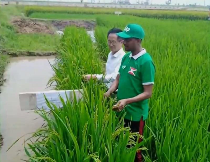 “水稻使者”杨华德——教耕生谷,共筑粮安 “水稻使者”杨华德——教耕生谷,共筑粮安