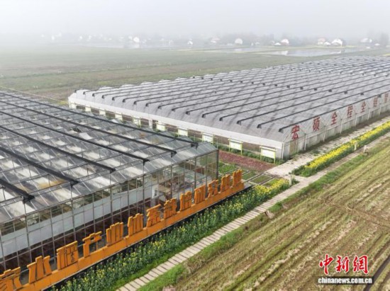 3月13日,航拍位于洞庭湖平原的湖南大通湖区再生稻无人智慧农场。 徐钢 摄